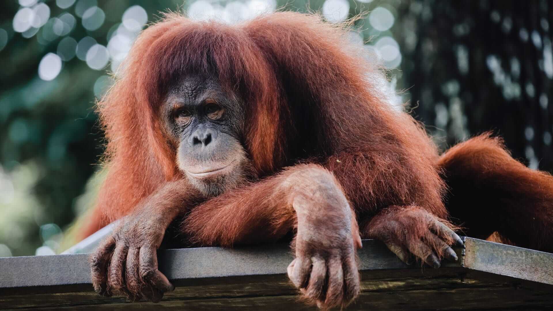 Photo of an orangutan