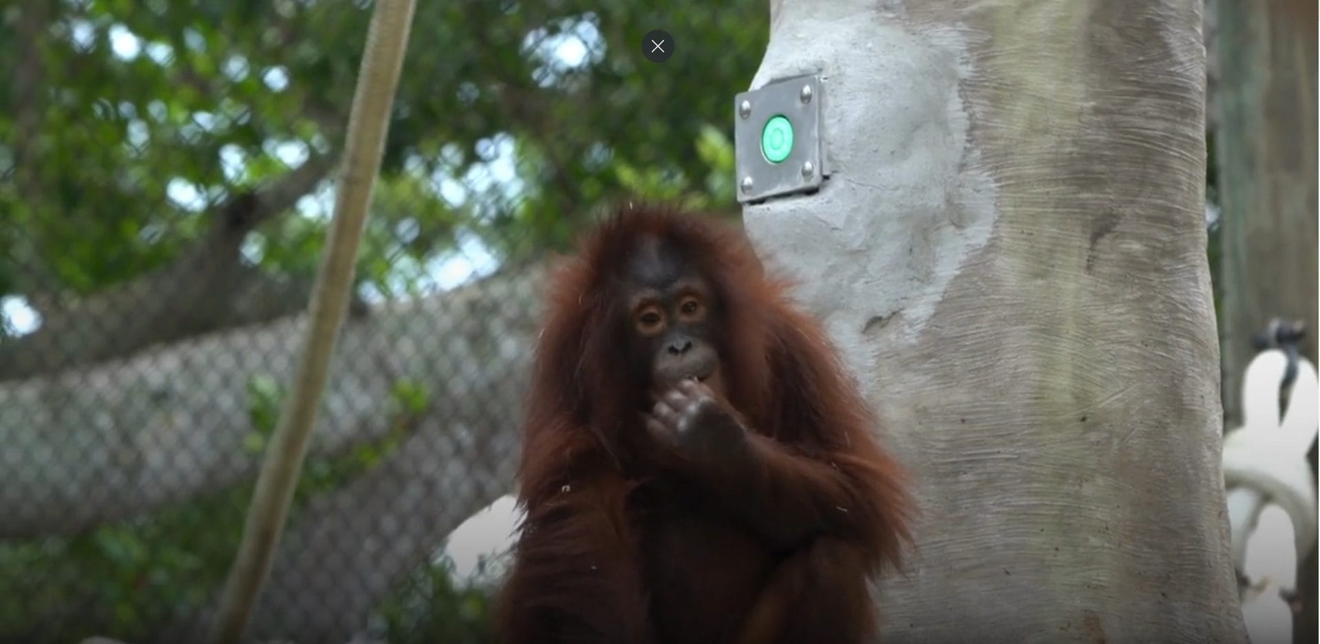 A photo of the button tucked into a tree inside the Orangutan enclosure that activates the splash zone at the Naples Zoo, feature developed by Interactive Play.