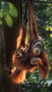 An oragutan handing in a tree with its baby